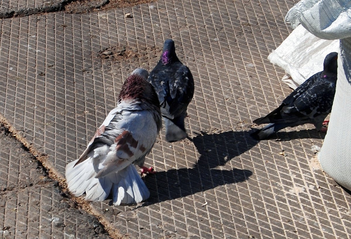 Городской голубь