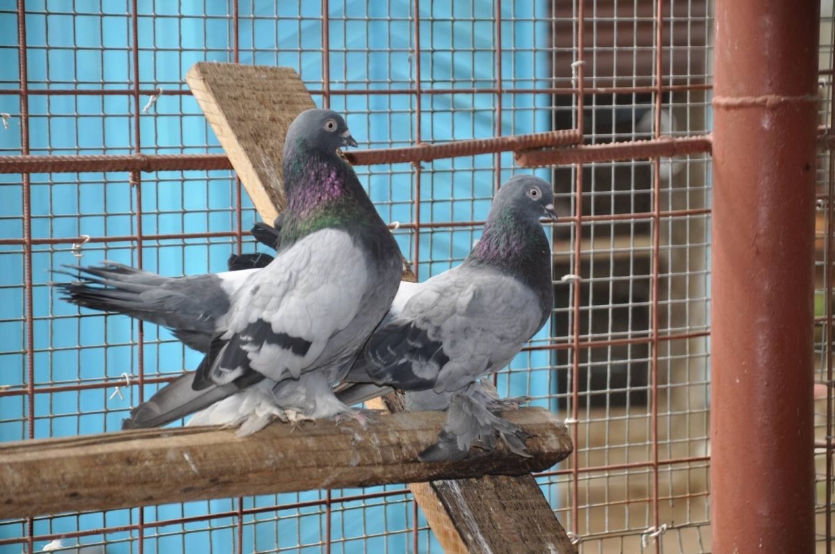 Порода голубей арабы?