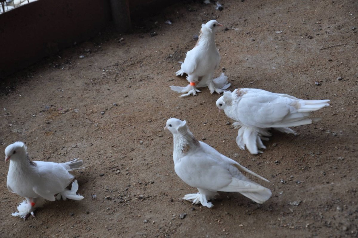 Узбекские двухчубые