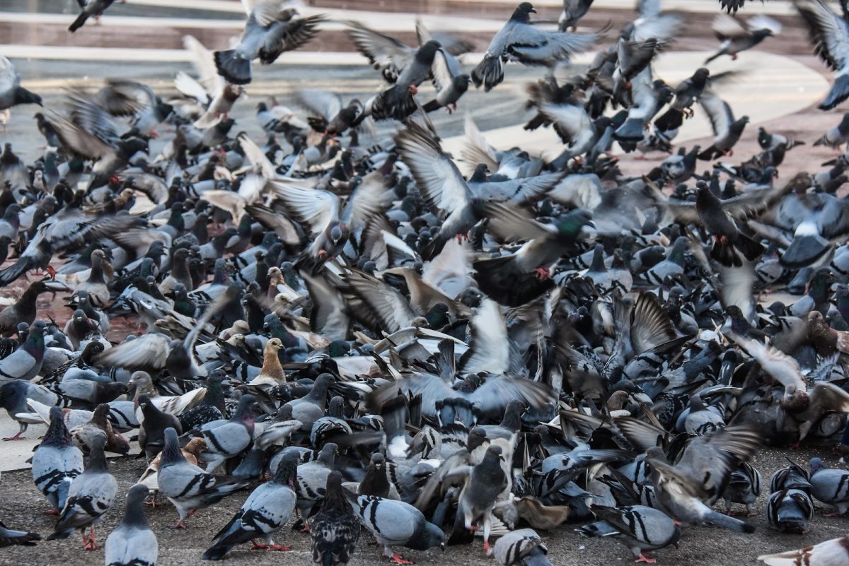 Колония голубей