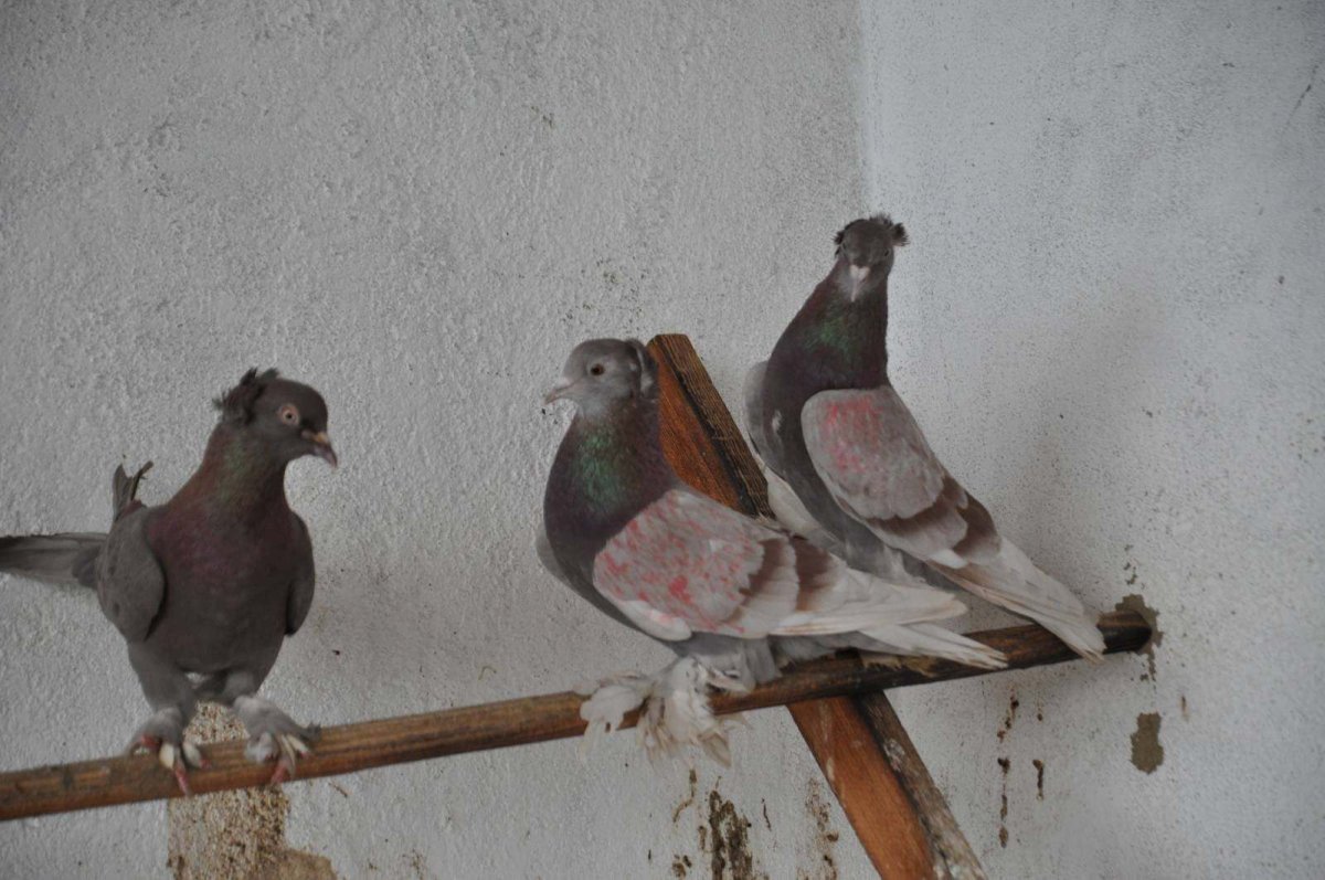 Голуби Новочеркасские чернохвостые