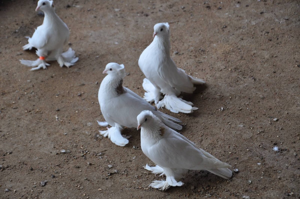 Голуби Агараны бойные