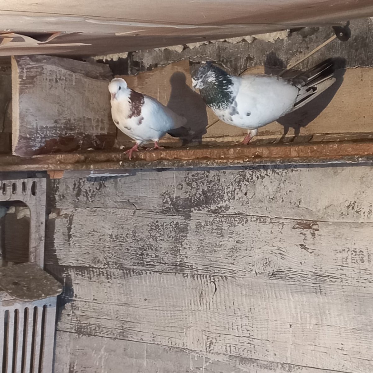 Разведение голубей