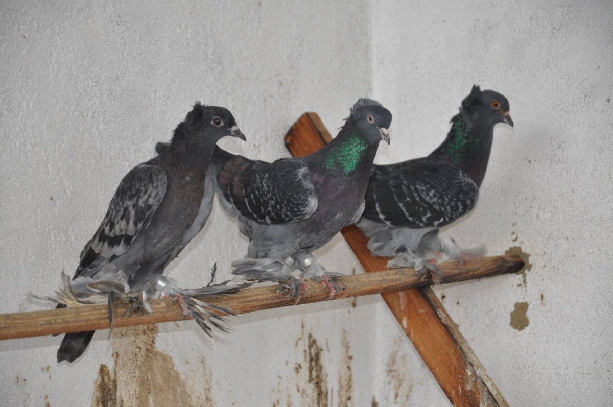 Голуби андижанцы бойные