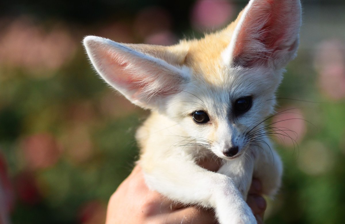 Лисички фенек