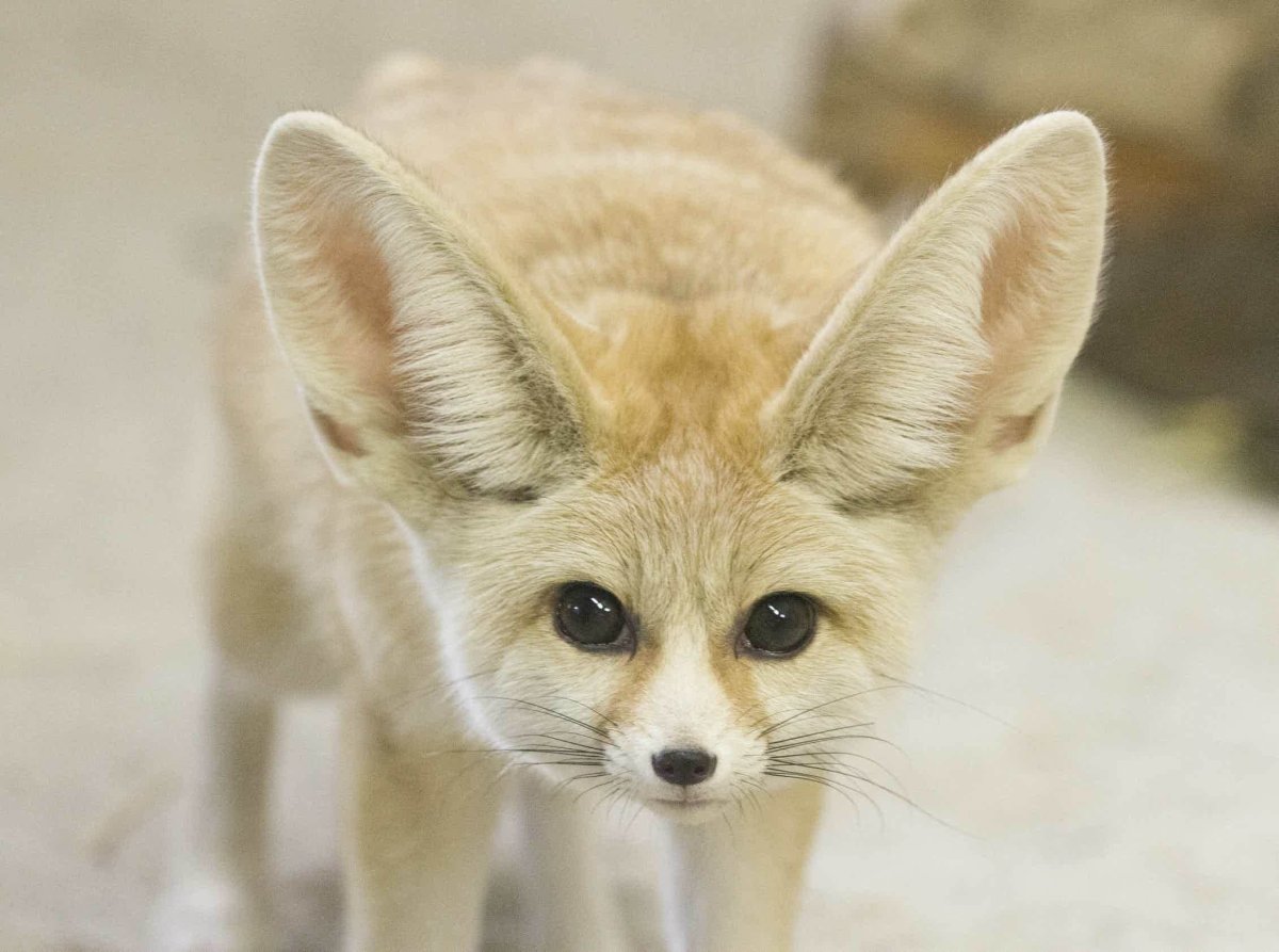 Песчаная лисица фенек