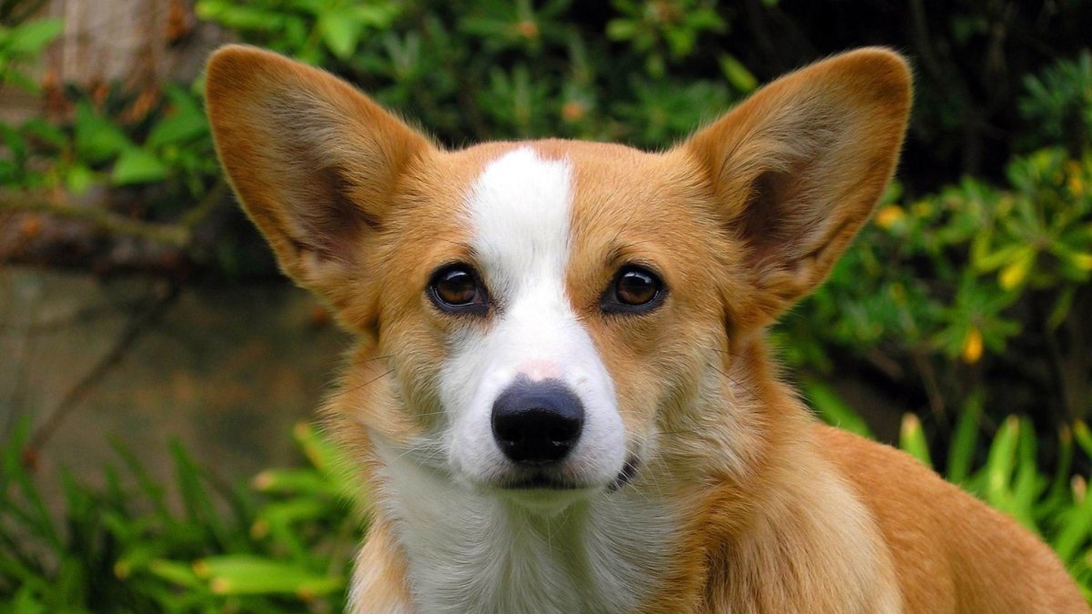 Поденгу португезе малый