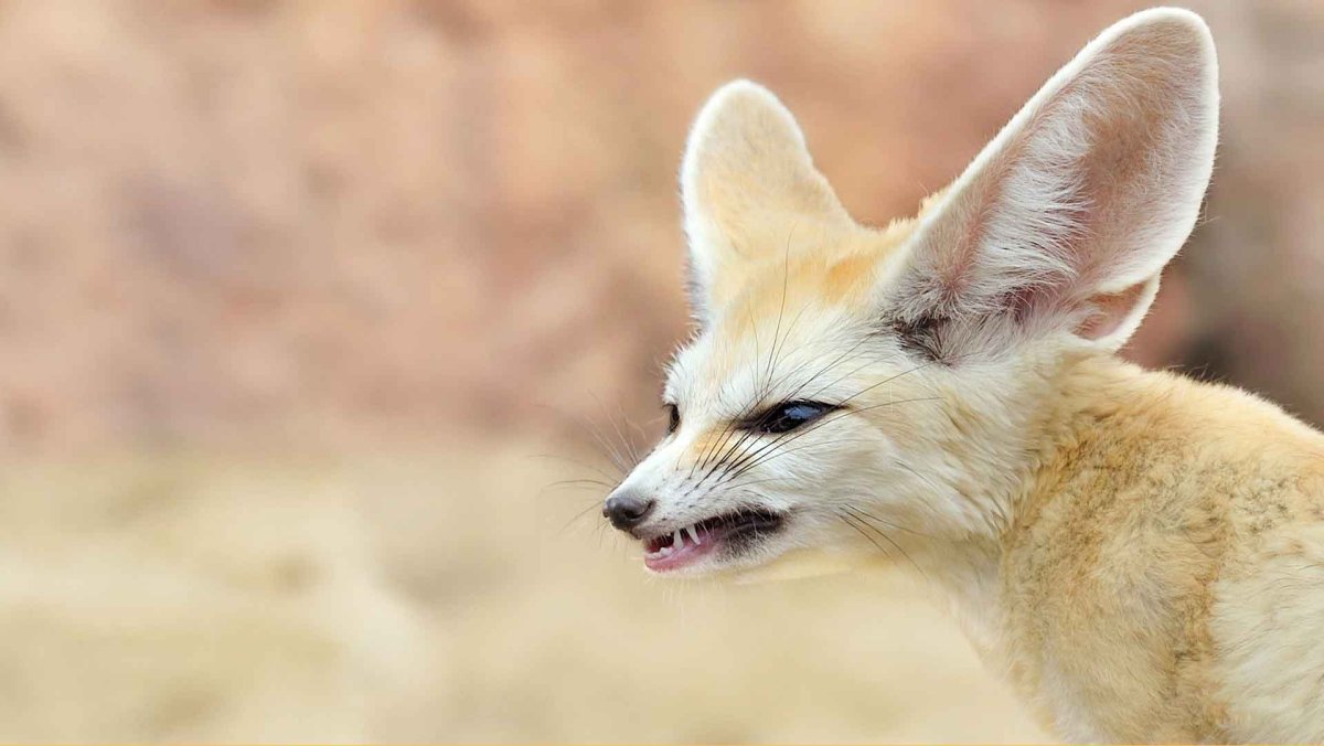 Фенеки пустынные лисички