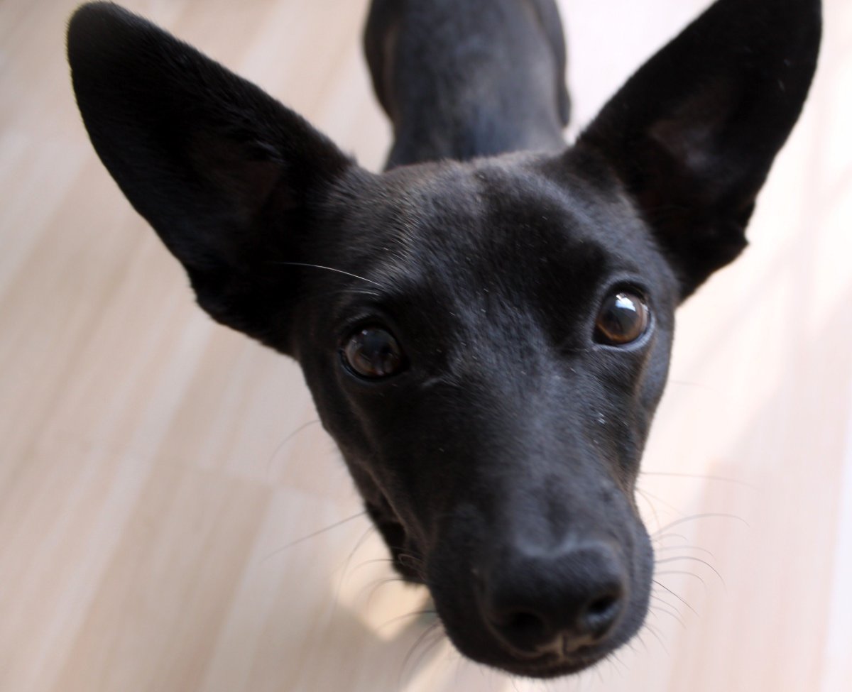 Терьер Ушастый