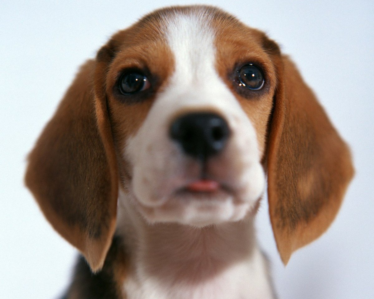 Бигль вислоухий