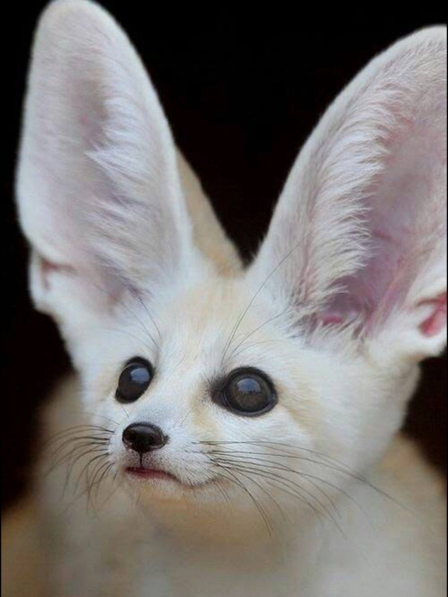 Фенек альбинос