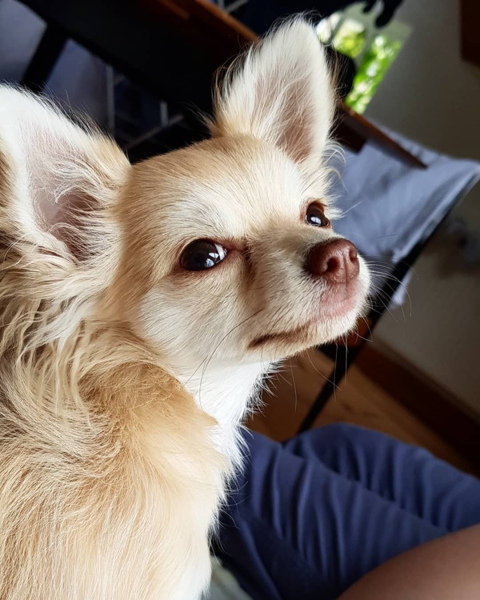 Японский чихуахуа длинношерстный