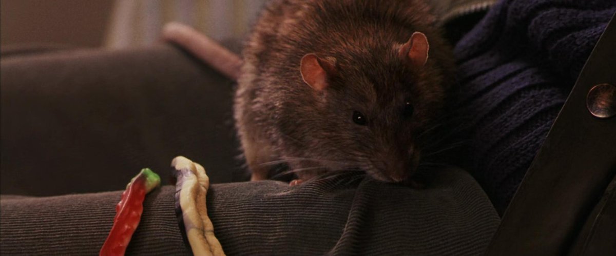 Крыса короста из Гарри Поттера