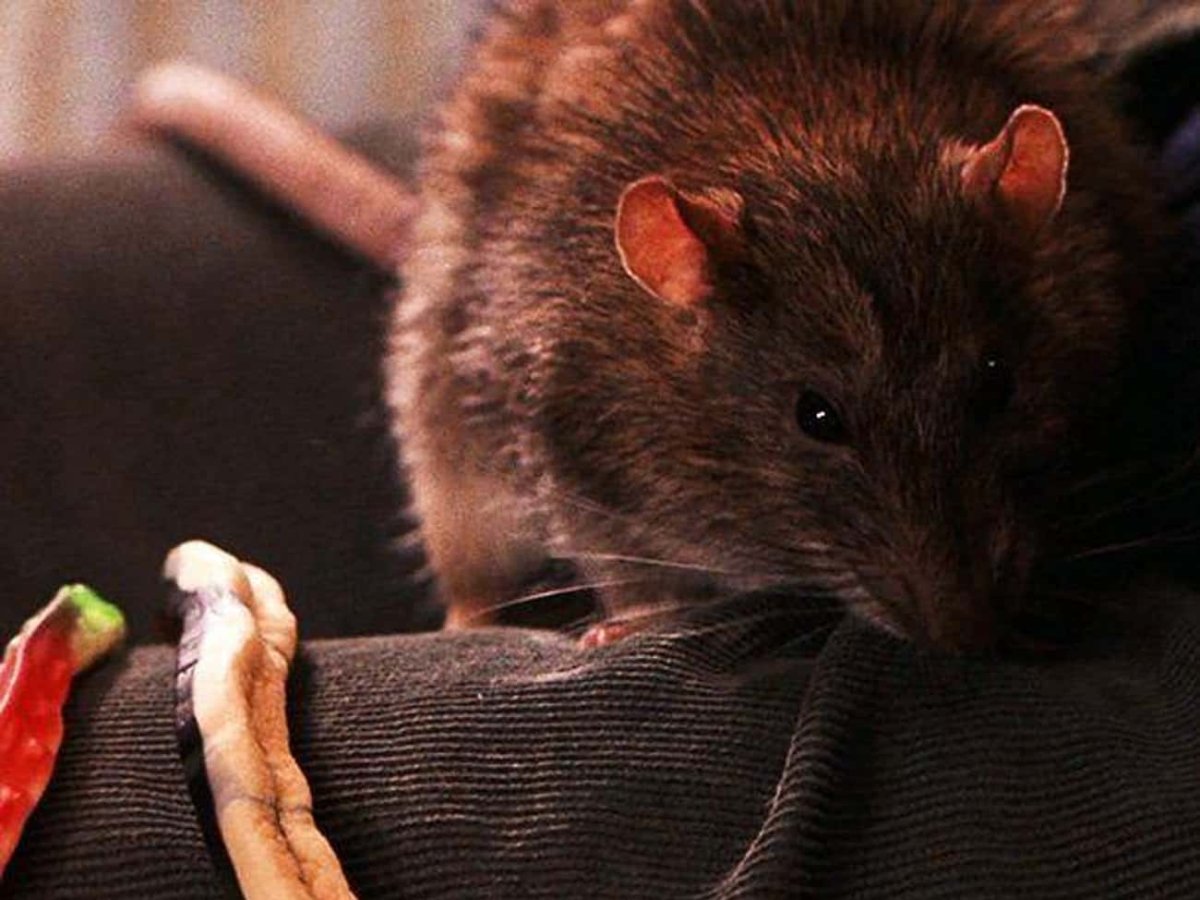 Harry Potter: find Scabbers