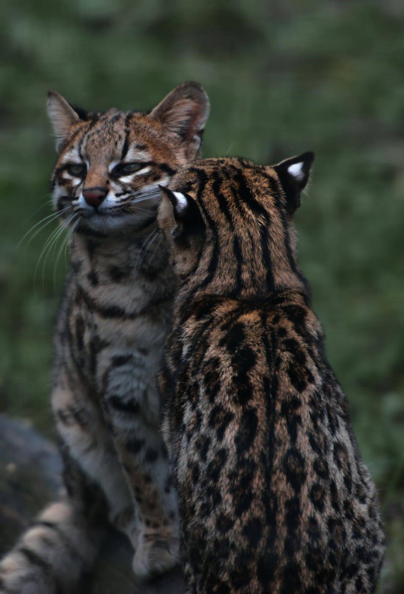 Онцилла и Оцелот