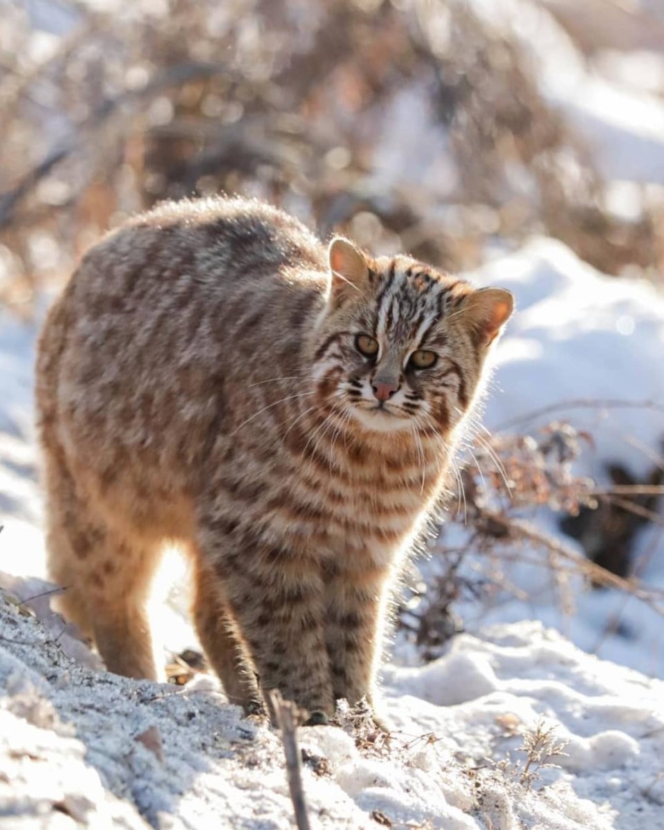 Амурский камышовый кот