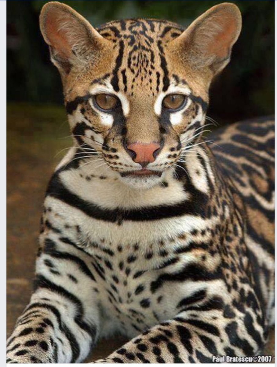 Леопардовая кошка Оцелот