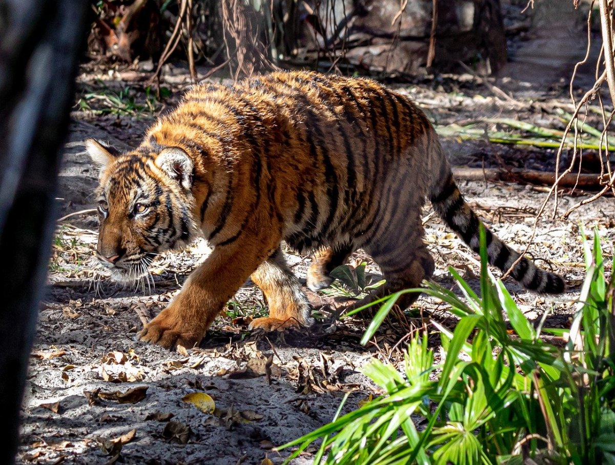 Кот и тигр картинка