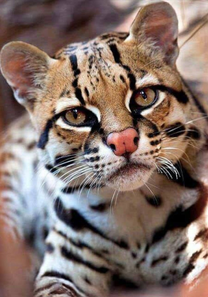 Оцелот и тигр