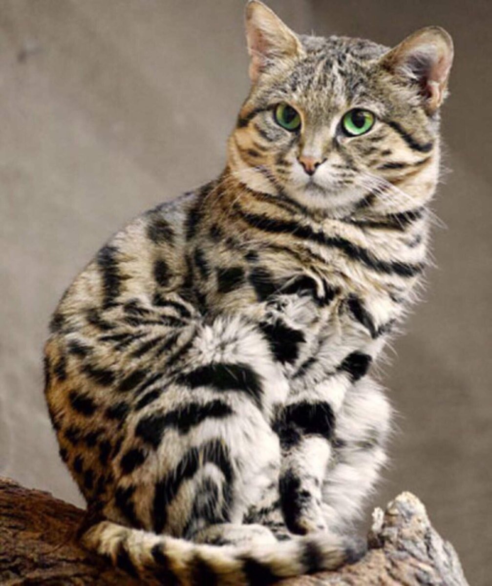 Африканский дикий кот черноногая кошка