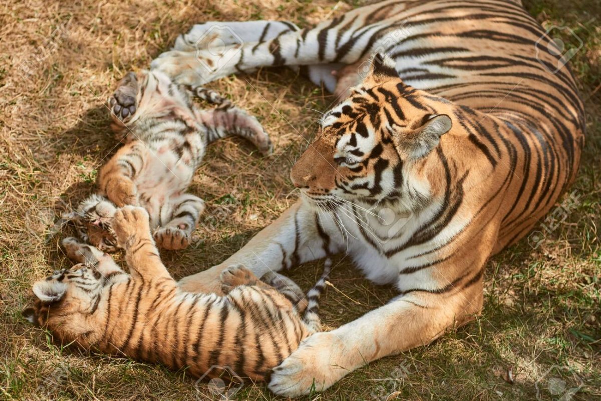 Молодой тигр играющий со своей матерью