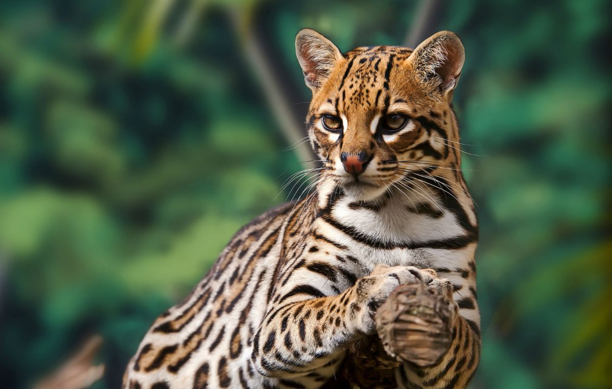 Оцелот Южная Америка