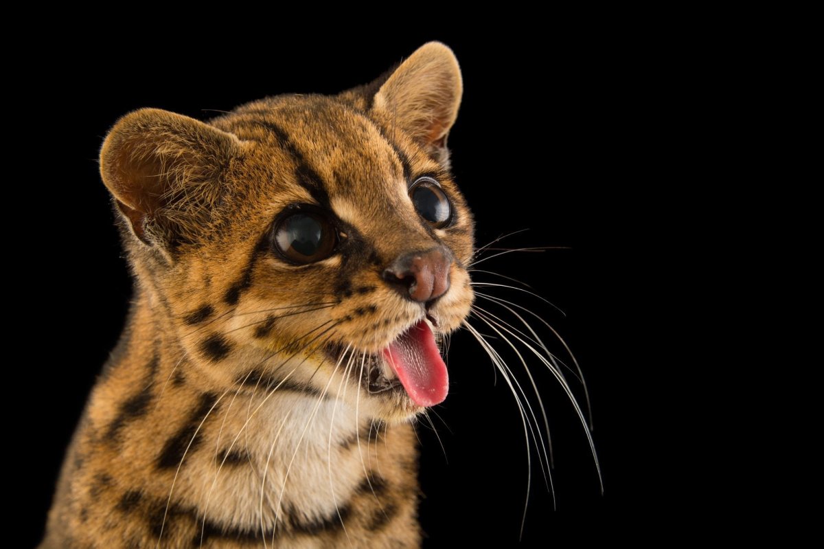 Онцилла и Оцелот