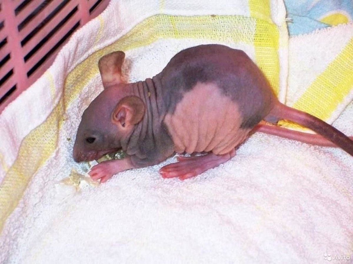 Декоративная крыса сфинкс