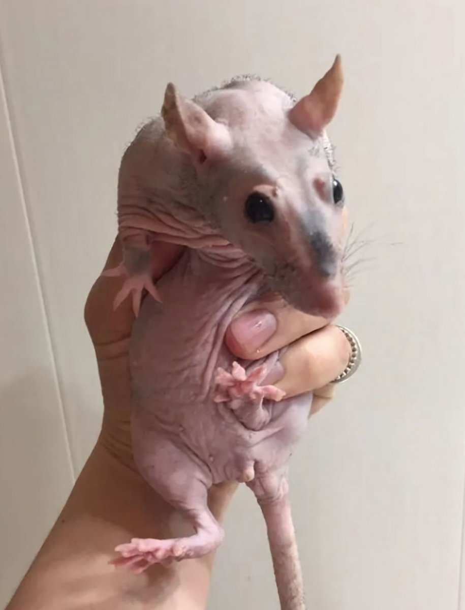 Крыса сфинкс