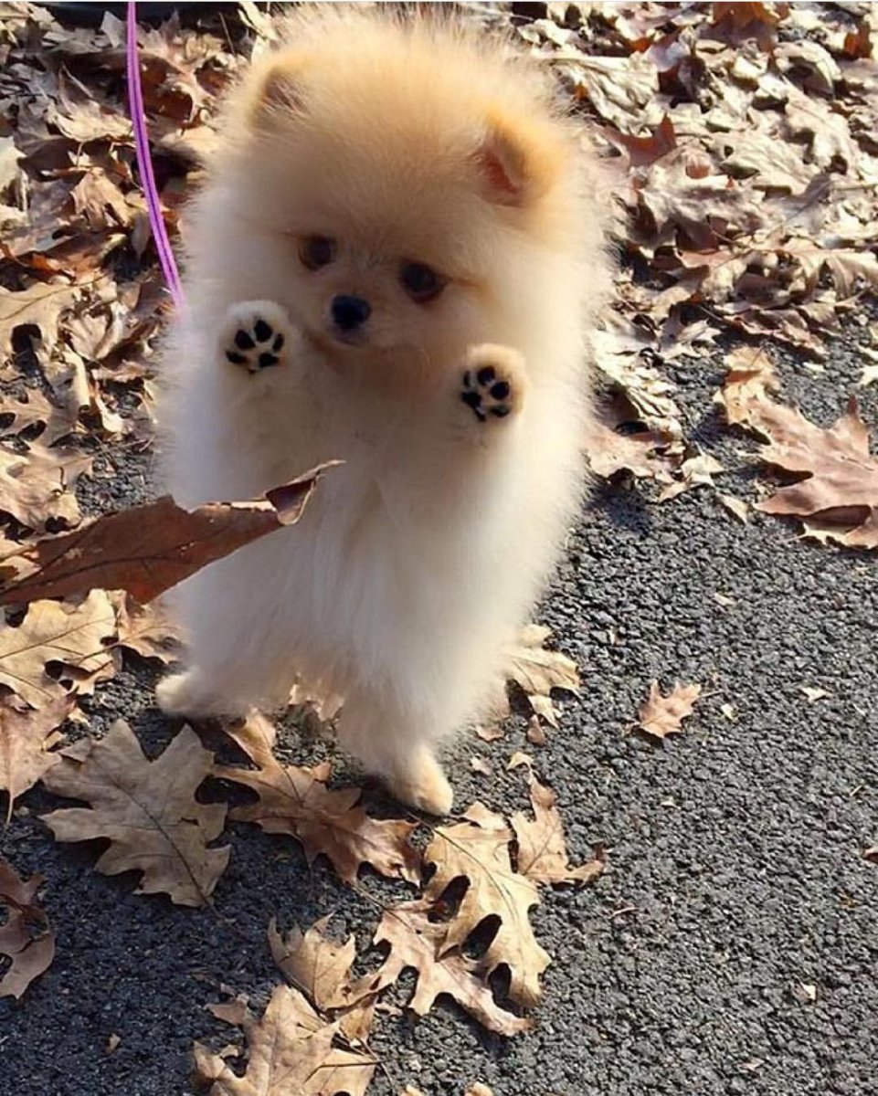 Померанский шпиц золотистый