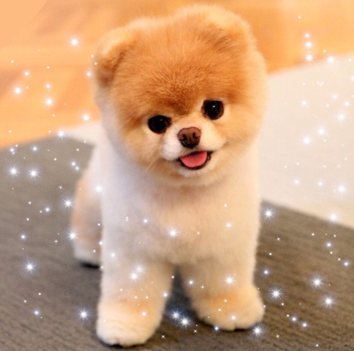 Шпиц померанский карликовый