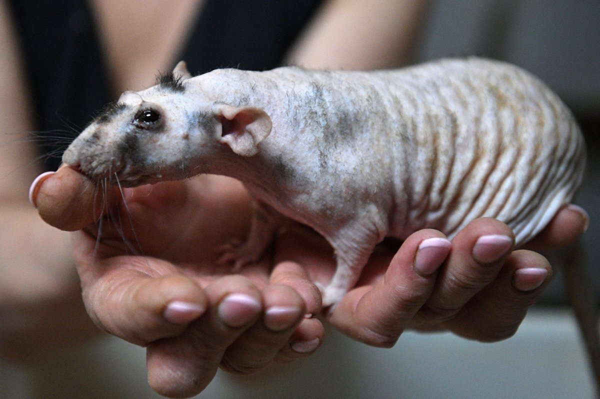 Крыса породы сфинкс