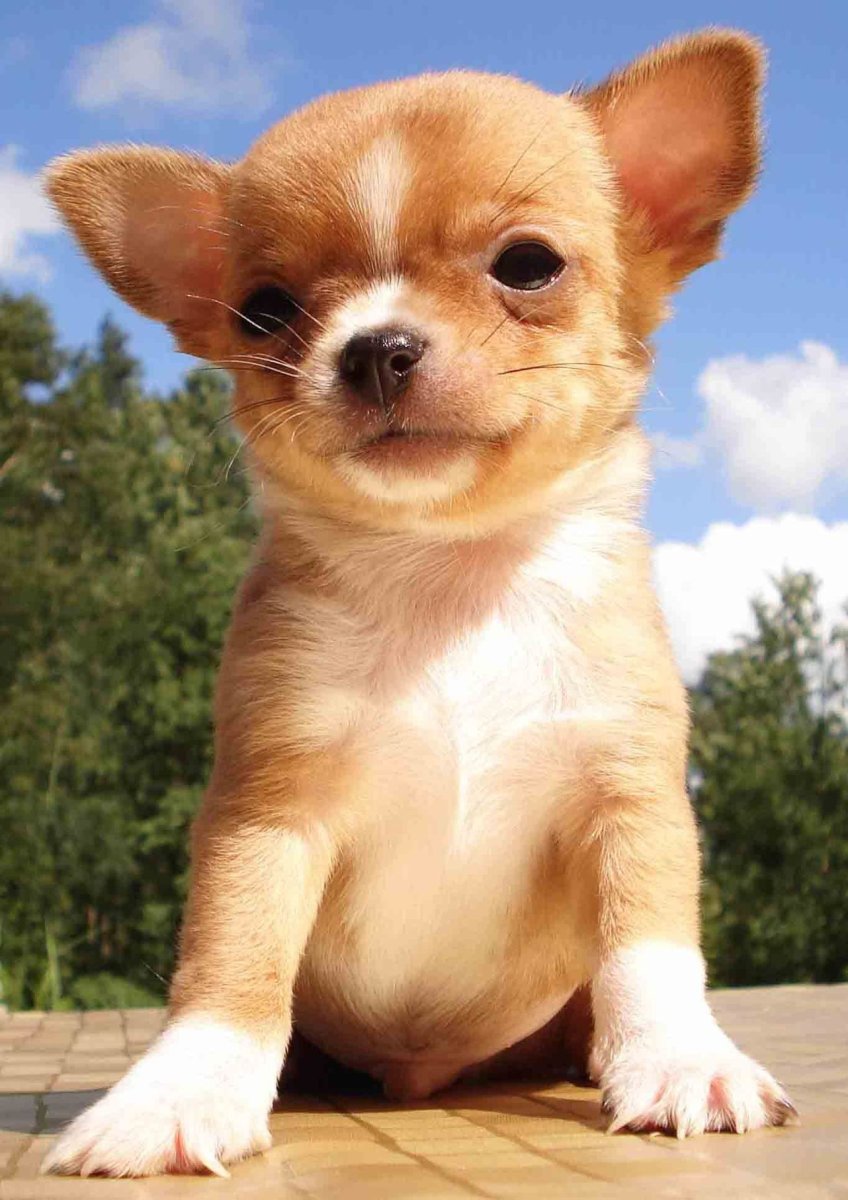 Порода чихуахуа