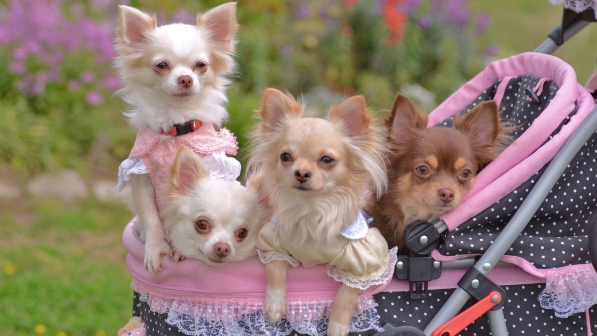 Lapkins чихуахуа