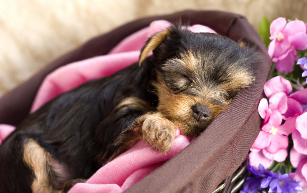 Йоркширский терьер (Yorkshire Terrier)