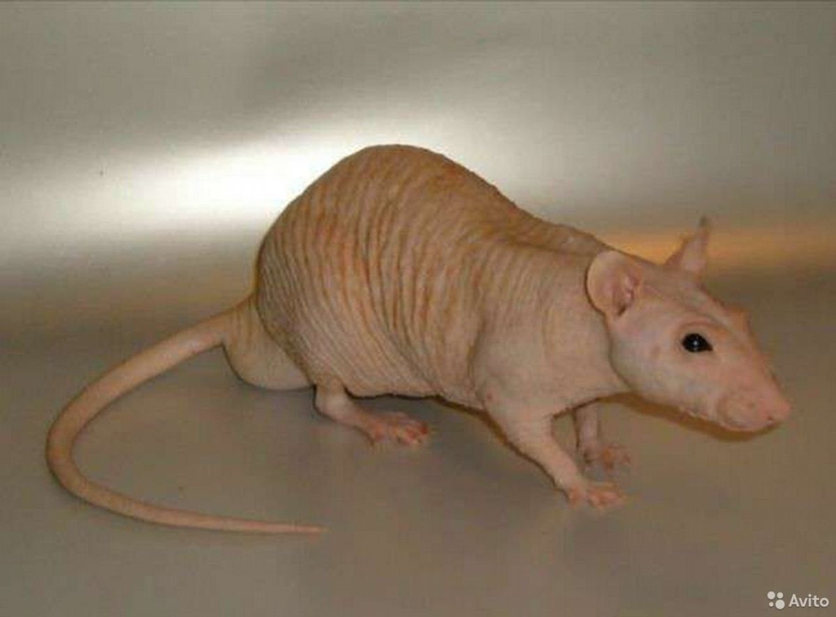 Лысые крысы Дамбо