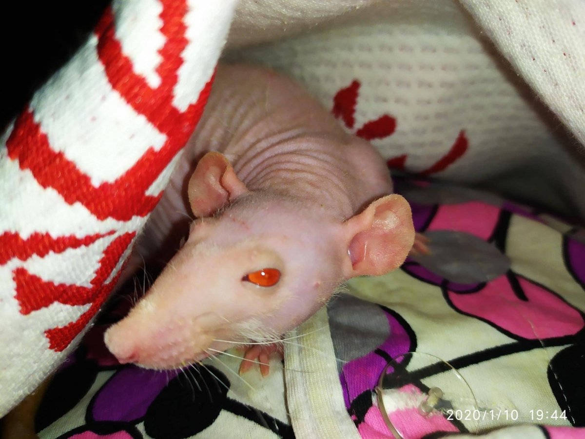 Лысые крысы Дамбо