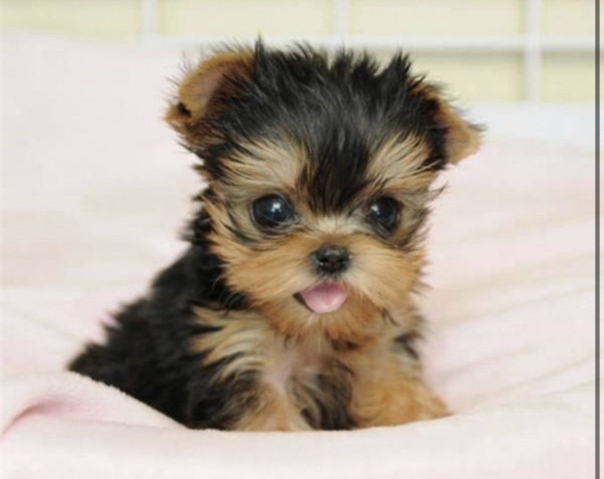 Терьер Йоркширский Малошерстный