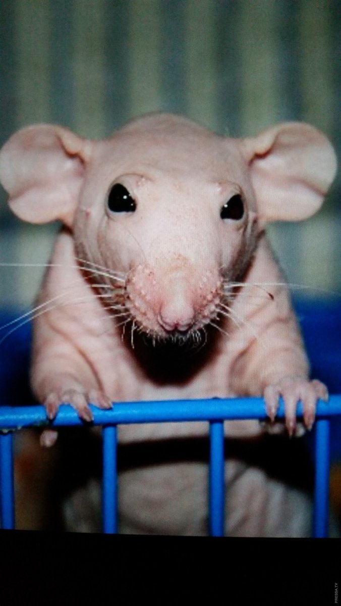 Декоративная крыса сфинкс