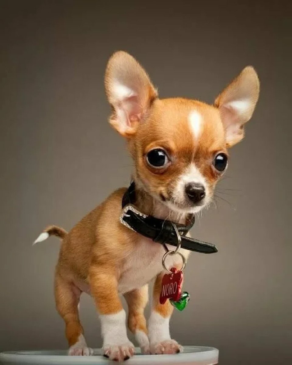 Чихуахуа среднешерстные