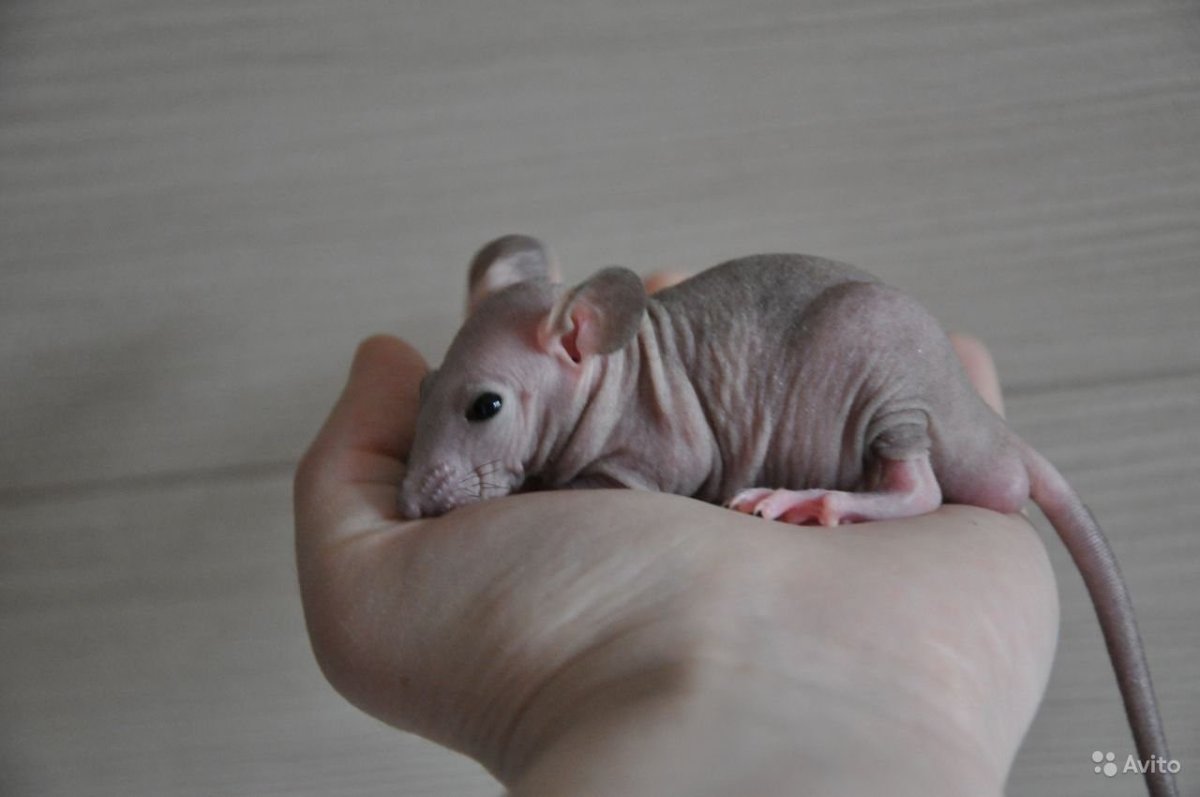 Лысые крысы Дамбо