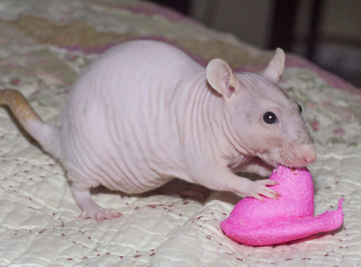 Лысая шиншилла