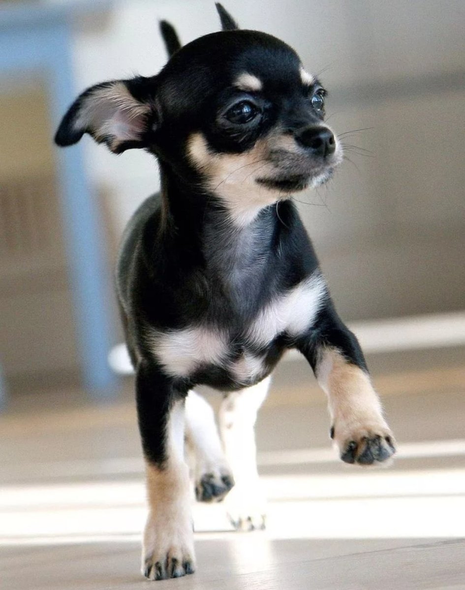 Чихуахуа черный с подпалом