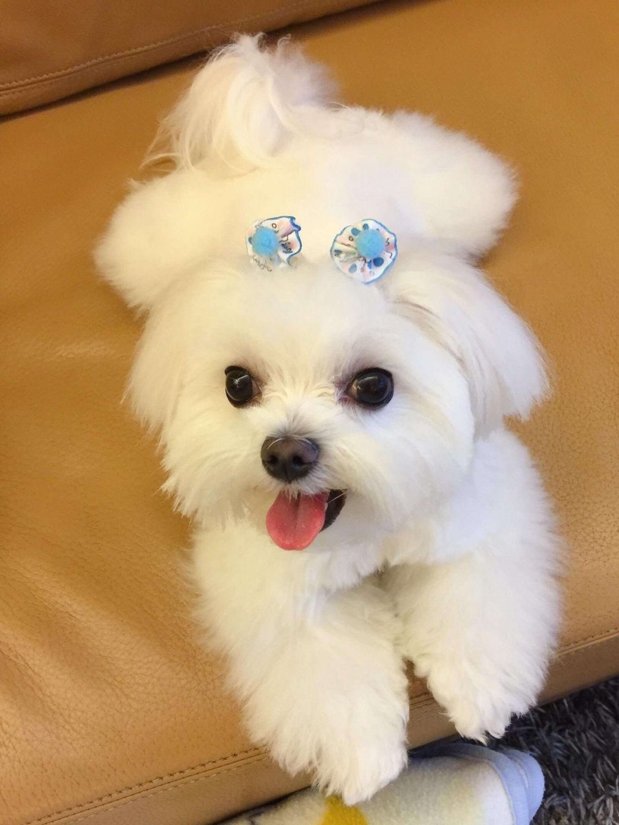 Мальтийская болонка Бейбифейс