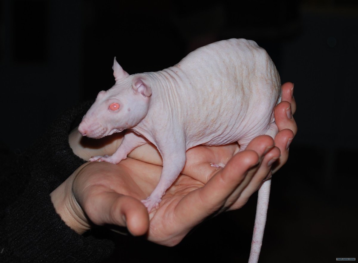 Крыса Дамбо сфинкс