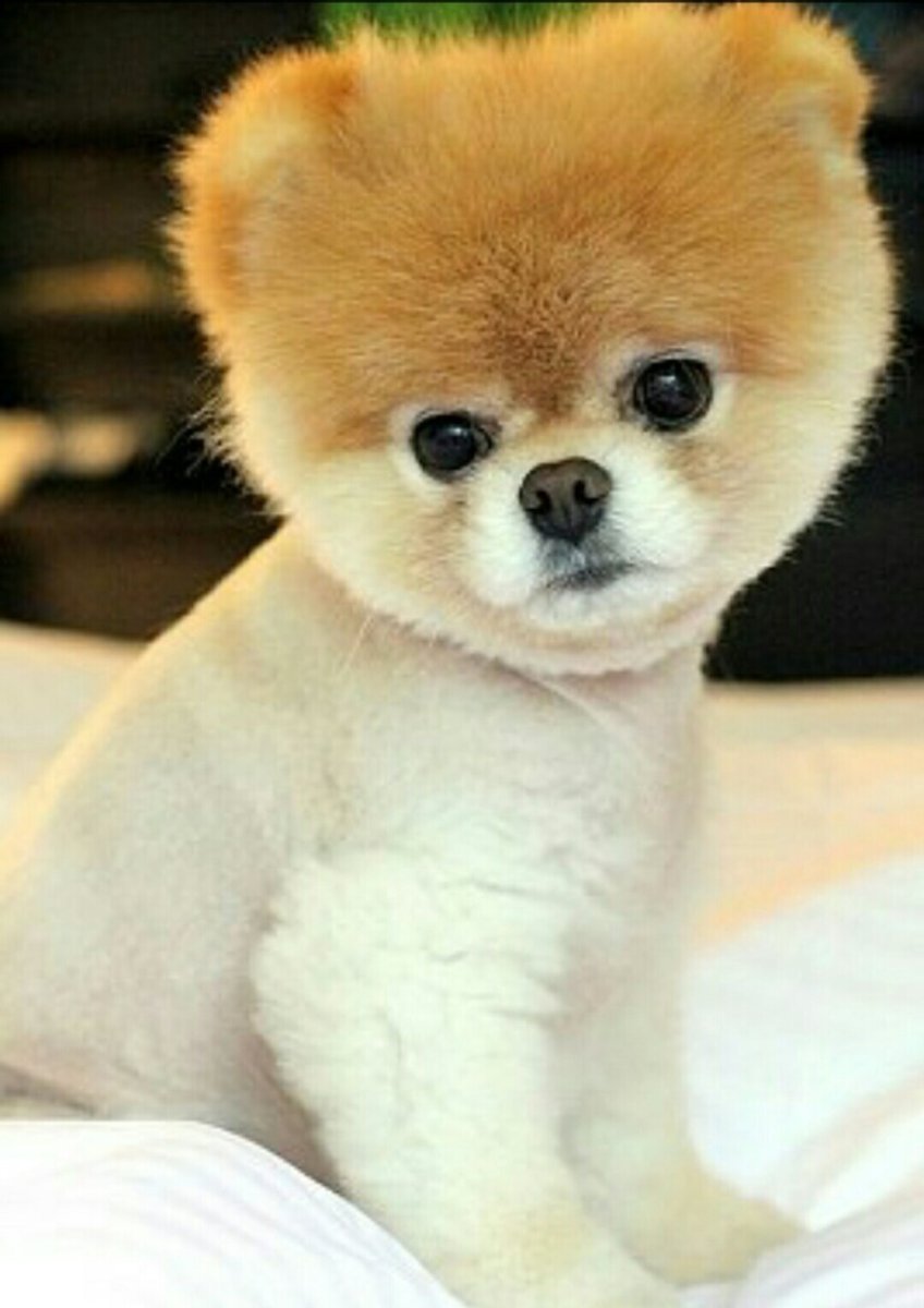 Китайская маленькая собака