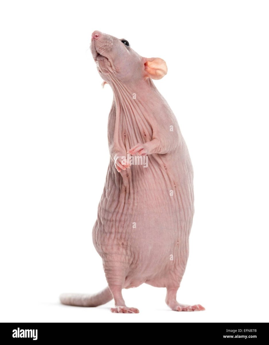 Крыса сфинкс