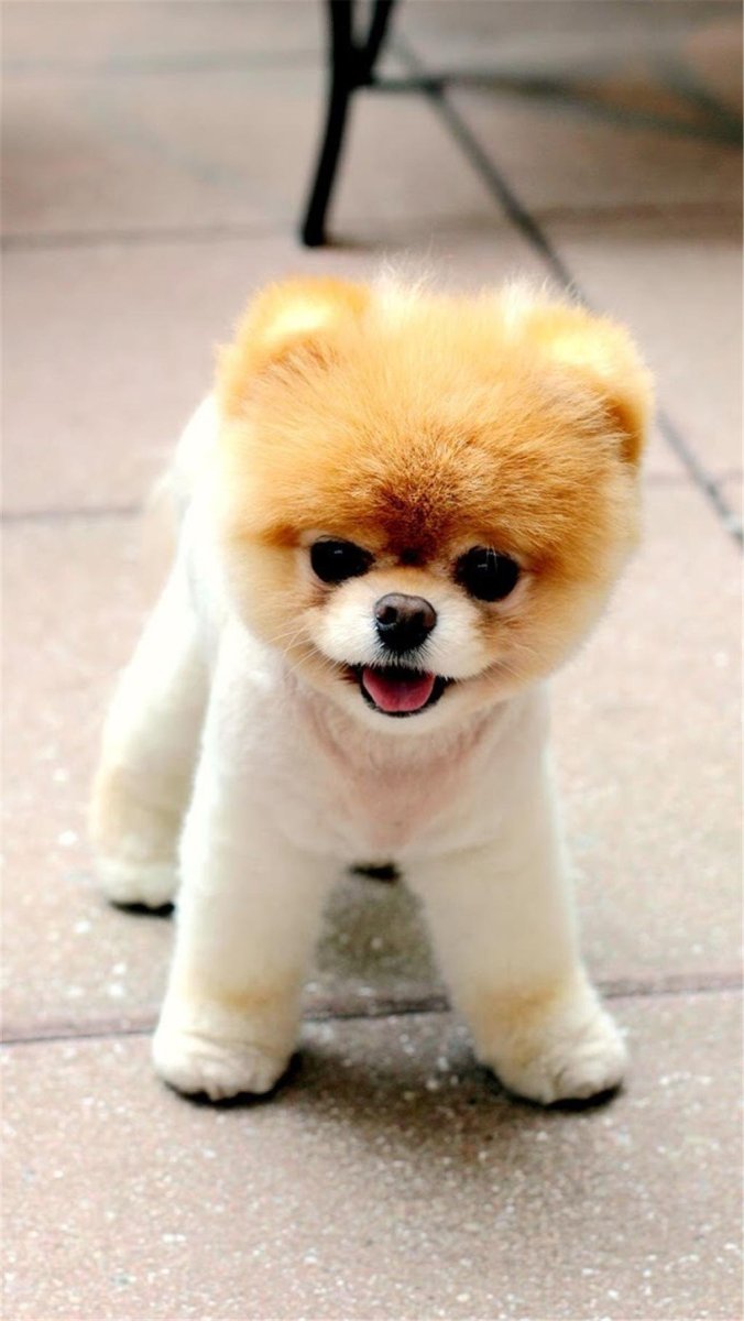 Померанский шпиц БОО