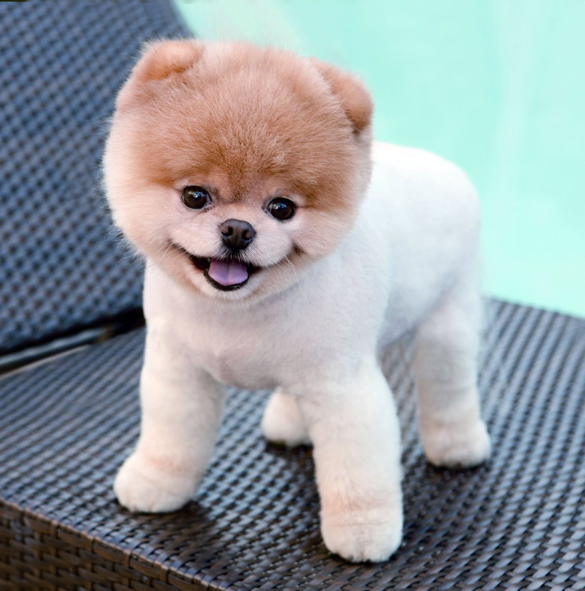 Порода собак шпиц мишка