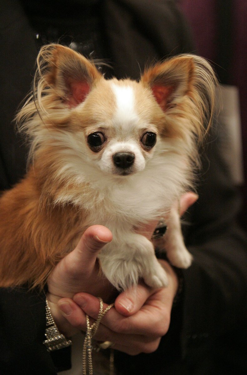 Чихуахуа Мерле длинношерстный